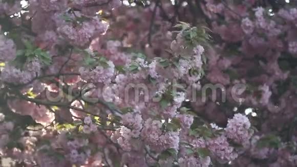 美丽的樱花在春天盛开日本樱花树上的粉红色花朵视频的预览图