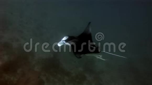 曼塔雷和雷莫拉鱼在马尔代夫水下视频的预览图