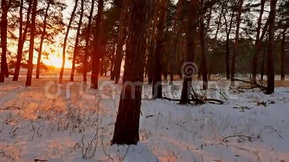 令人惊叹的晚间运动冬季景观圣诞夕阳树美丽的冬林白雪皑皑的阳光视频的预览图