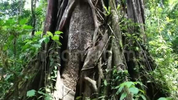 长满藤蔓的热带大树视频的预览图