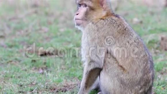 美丽的猴子特写阿尔及利亚和摩洛哥的巴巴里猕猴视频的预览图