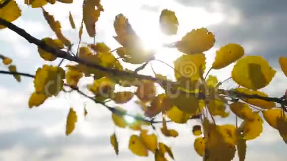 黄色的白杨阳光在蓝天背景下离去秋天的树叶和美丽的阳光视频的预览图