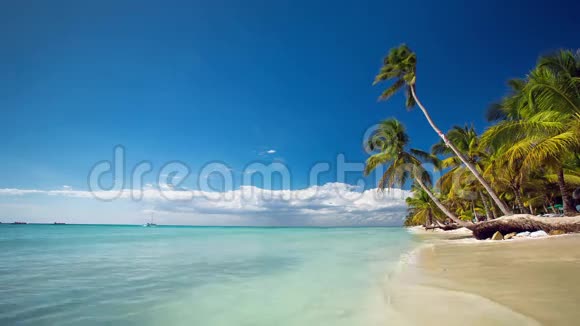 孤独的异国海滩上的棕榈树视频的预览图