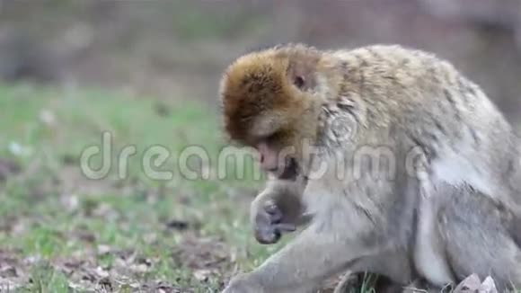 美丽的猴子特写芭比娃娃猕猴视频的预览图