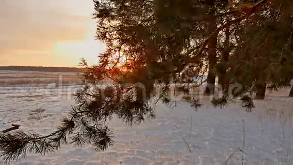 令人惊叹的晚间运动冬季景观圣诞树美丽的日落冬天的森林雪的太阳耀眼的阳光视频的预览图
