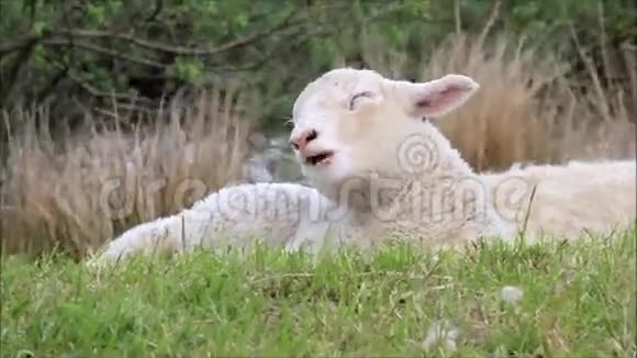 躺在草地上的白羊肉视频的预览图