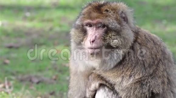 美丽的猴子特写阿尔及利亚和摩洛哥的巴巴里猕猴视频的预览图