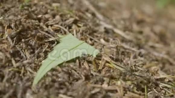蚂蚁在蚁丘移动马可许多昆虫的背景蚁穴顶部蚂蚁的特写生命视频的预览图