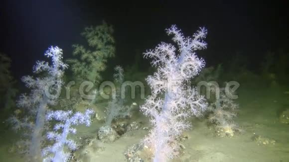 独特的软珊瑚水下在白海视频的预览图