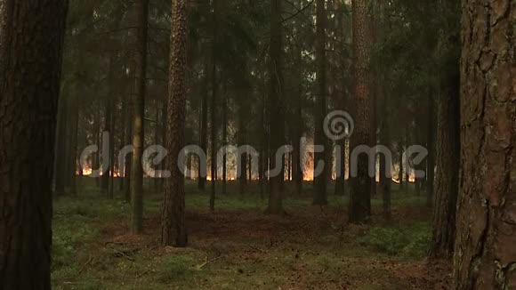 森林野火干草和树木的燃烧场重烟逆天夏季多风天气引起的野火视频的预览图