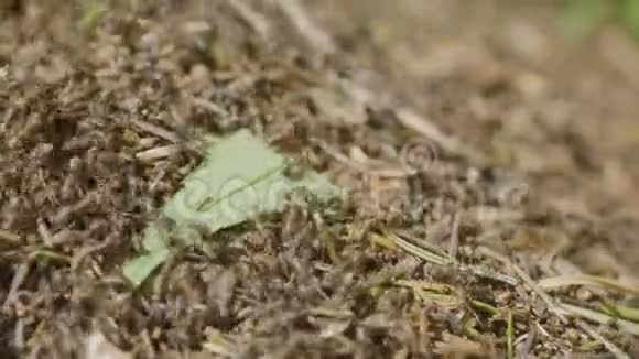 蚂蚁在蚁丘移动马可许多昆虫的背景蚁穴顶部蚂蚁的特写生命视频的预览图