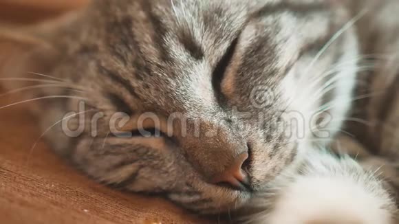 睡眠条纹猫猫完美的梦想猫睡在毯子里选择性专注生活方式猫睡觉视频的预览图