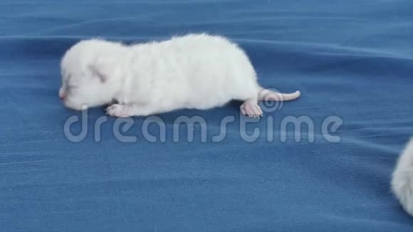 英国北部丁香小猫蓝色背景的新生儿特写视频的预览图