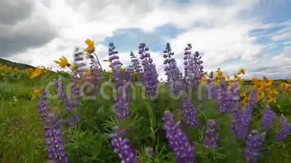 在风和日丽的西瓦山盛开的野花春季视频的预览图