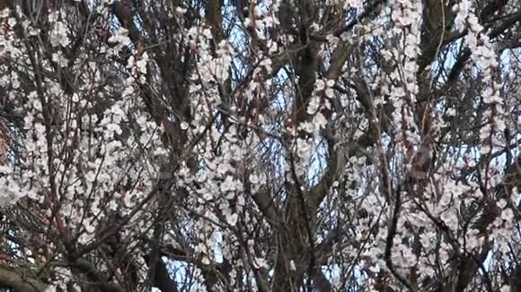 盛开的杏花果树枝头开着美丽的花朵视频的预览图