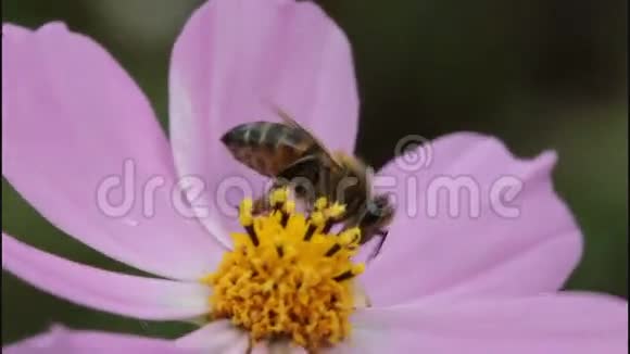 宇宙之花上的蜜蜂视频的预览图