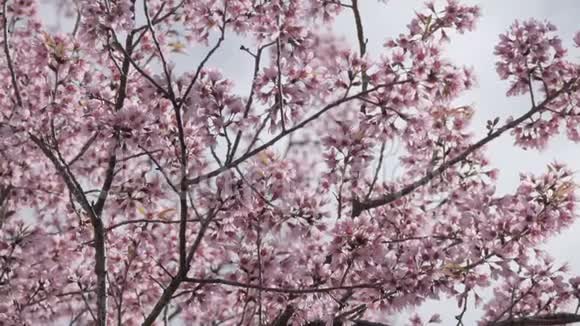春天的樱桃树视频的预览图