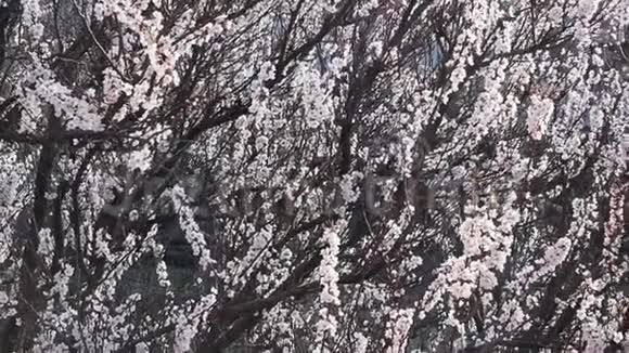 盛开的杏花果树枝头开着美丽的花朵视频的预览图