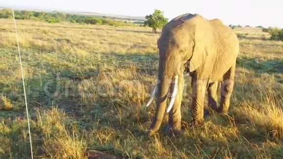 非洲热带稀树草原上有婴儿或小牛的大象视频的预览图