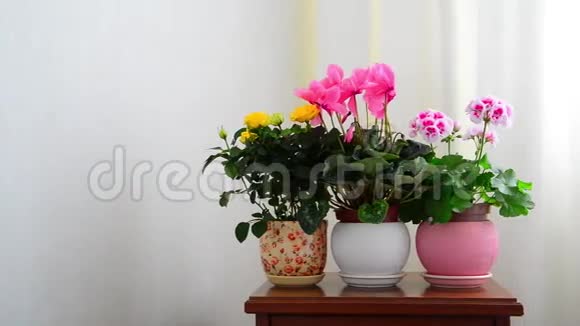 白色内部的紫衣玫瑰和天竺葵视频的预览图