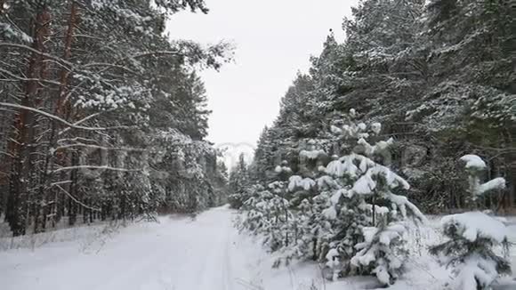 冬季松径圣诞树森林野生动物冬季景观美丽的雪是视频的预览图