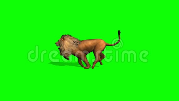 狮子在绿色屏幕上奔跑视频的预览图