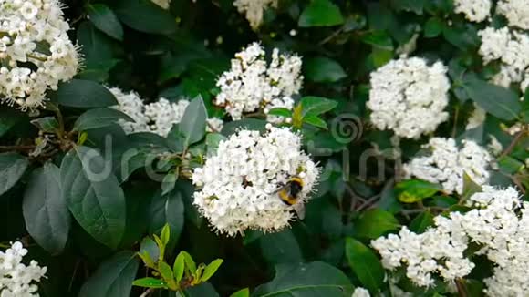 蜜蜂黄蜂花上的马蜂慢动作飞翔特写为花授粉春天来了大自然视频的预览图