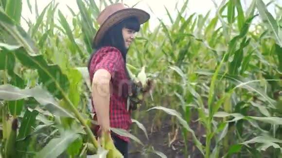 聪明的生态收获农业生活方式农业概念农民女孩植物研究员收割玉米芯视频的预览图