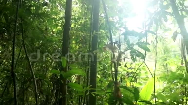 绿色雨林背光的阳光视频的预览图