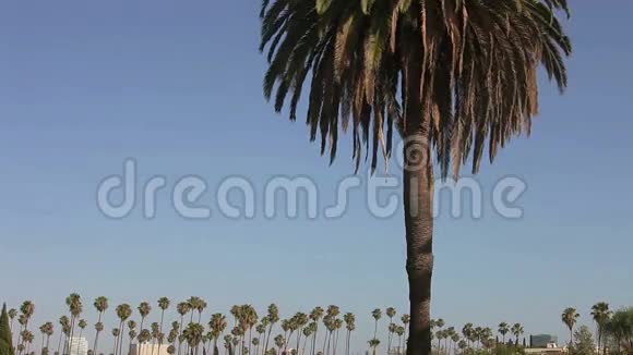 加州棕榈树蓝天视频的预览图