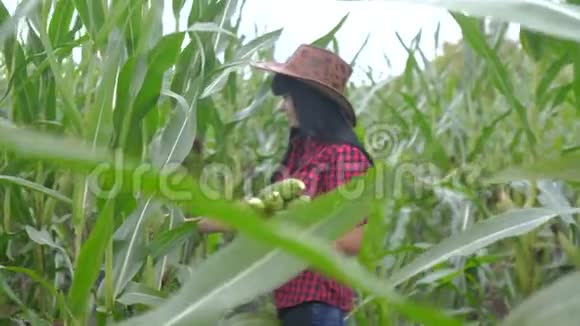 智慧生态是一种收获农业的耕作理念农民女孩植物研究员在农场收获玉米芯妇女视频的预览图