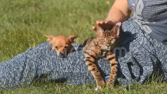 猫和狗玩具小猎犬和孟加拉猫视频的预览图