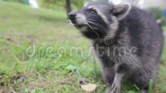 可爱的浣熊在草地上吃饼干视频的预览图
