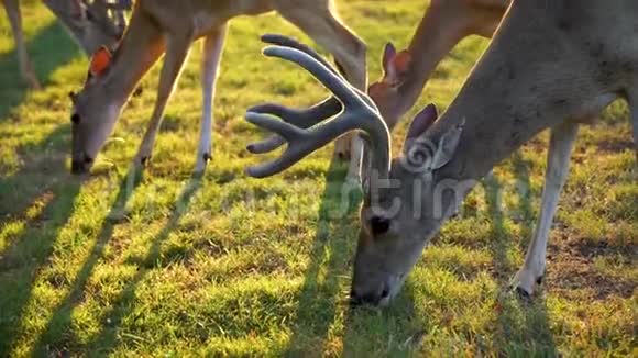 白尾鹿在德州山区的院子里吃玉米视频的预览图