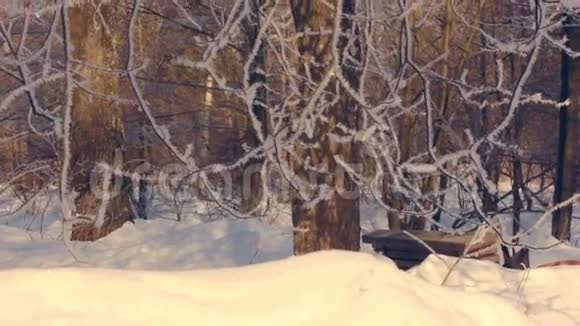 冬天公园里的冻树在海霜里的树冬季背景视频的预览图