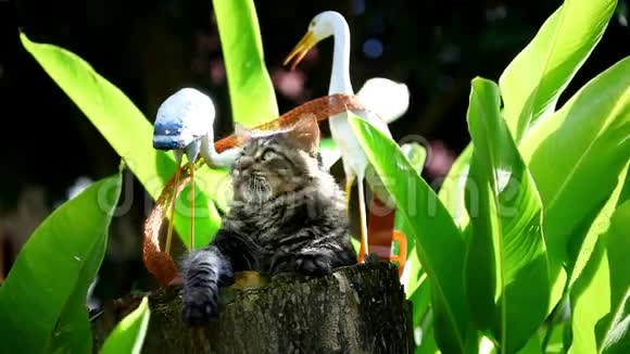 缅因州的猫在树桩上玩耍视频的预览图
