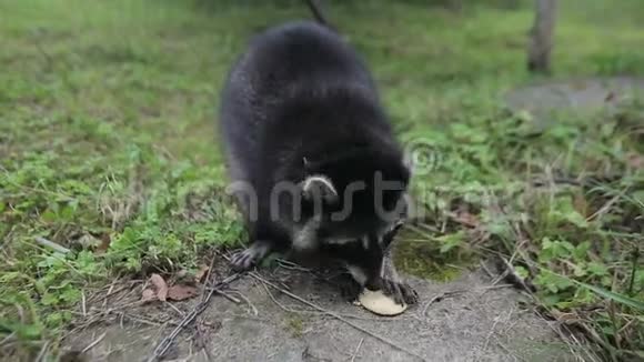 可爱的浣熊在草地上吃饼干视频的预览图