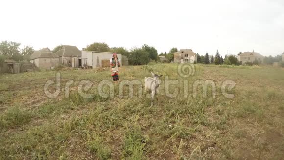穿着乌克兰民族传统民族服装的女孩在一片灰山羊的田野里视频的预览图
