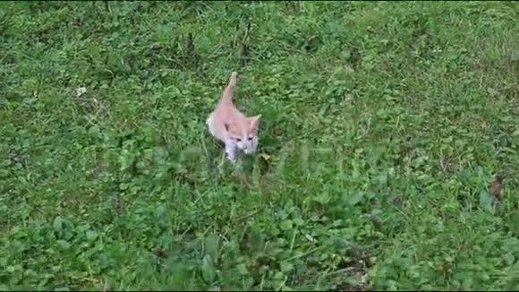 可爱的小猫在花园里玩视频的预览图