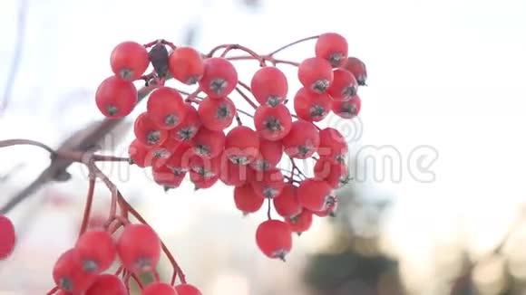 罗文枝红浆果冬雪自然视频的预览图