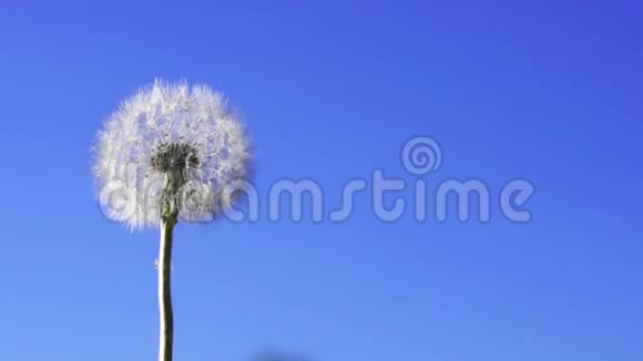 蒲公英的种子在蓝天上飞翔视频的预览图