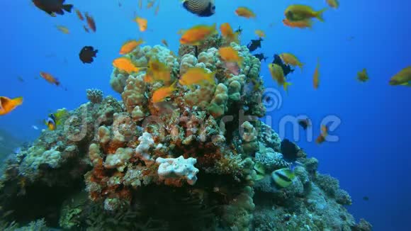 热带鱼类珊瑚礁视频的预览图
