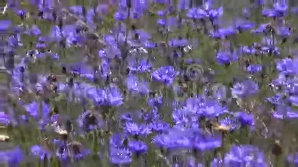 美丽的蓝野矢车菊在风中视频的预览图