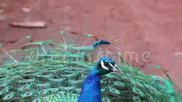 亮蓝的雄孔雀近看四周视频的预览图
