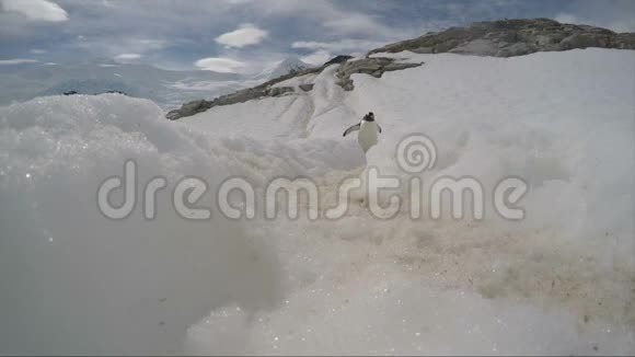 冰面上的古都企鹅视频的预览图