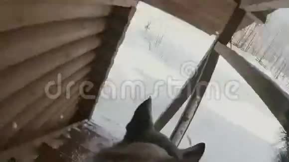 狗在冬天用动作摄像机穿过雪地视频的预览图