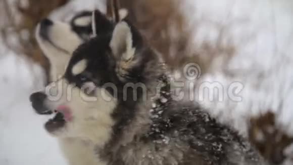 冬季景观与一对西伯利亚哈士奇马拉穆特犬在外面摆姿势视频的预览图