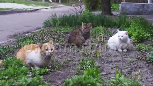 公园街上的三只无家可归的猫视频的预览图