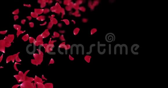 飞行模糊红玫瑰花瓣落座阿尔法哑光环4k视频的预览图