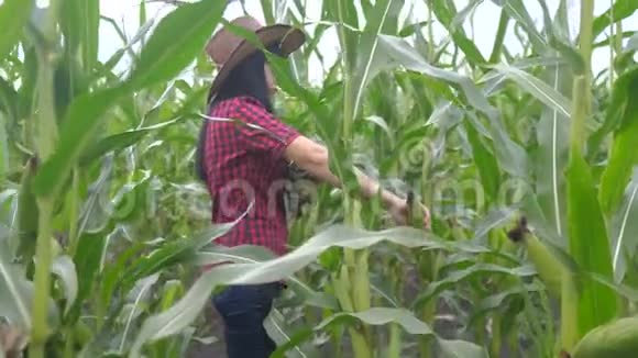 智慧生态是一种收获农业的耕作理念农民生活方式女孩植物研究员收割玉米芯视频的预览图